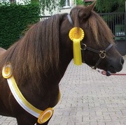 Un beau poney shetland