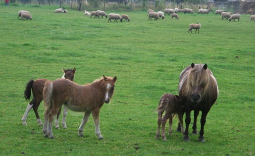 Le haras des shetlands