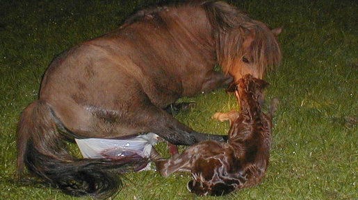 Naissance Prunelle Rosabelle