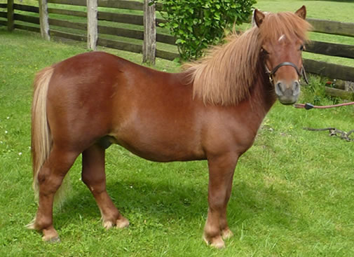 Poney shetland dans toute sa beauté