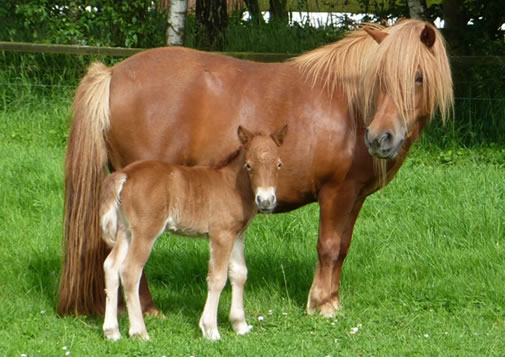 Un jument shetland et son poulain