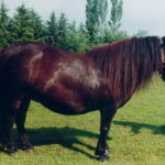 Poulinière BlackBaby