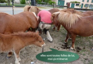 Il est dans le près et au pieds des Shetlands...