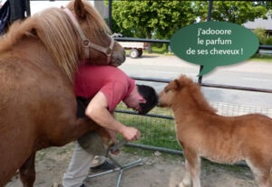 Il est dans le près et au pieds des Shetlands...