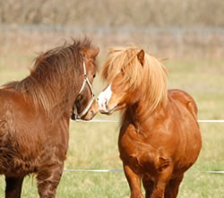 Plusieurs poneys au près