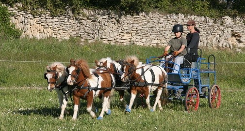 attelage à quatre