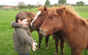 Les Shetlands avec Tom