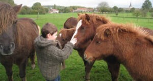 Les Shetlands avec Tom