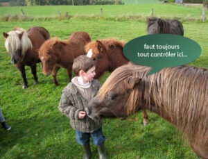 Les Shetlands avec Tom