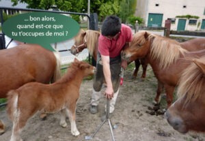 Il est dans le près et au pieds des Shetlands...