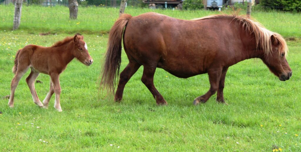 Lorina