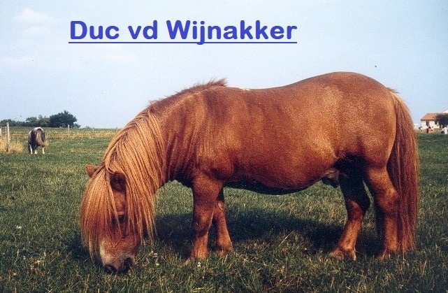 Etalon Duc Wijnakker