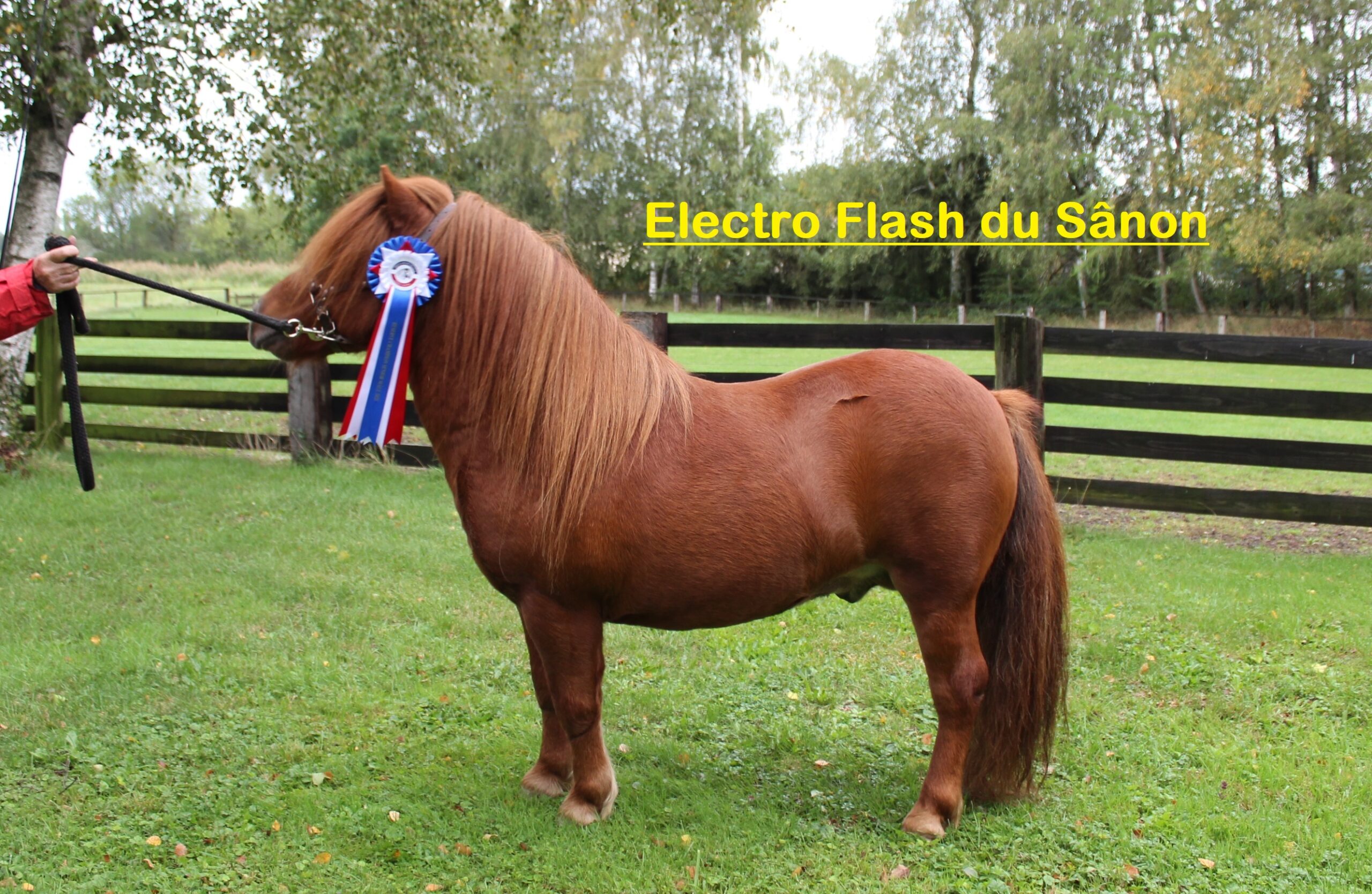 Etalon ElectroFlash