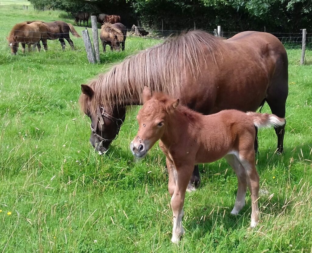 Loriebelle / Pouliche de Prunelle 2021